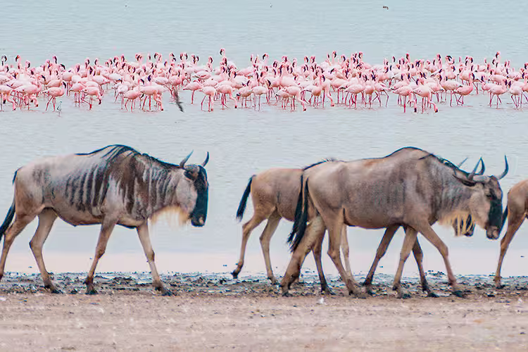 Best of East Africa - 1
