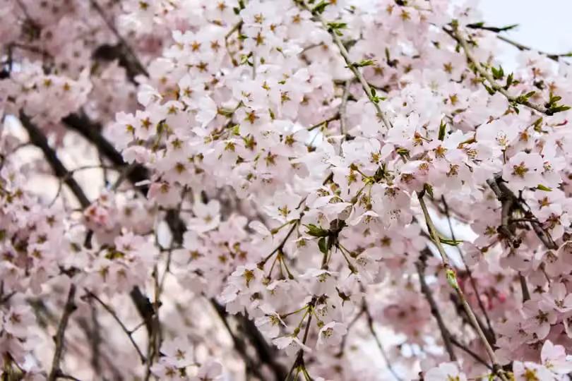 Japan – Küsten-Wanderreise von Osaka bis Tokyo