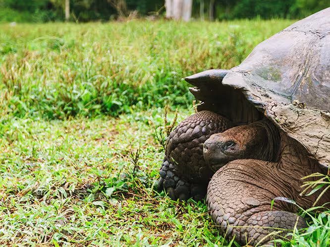 Giant Tortoise, Galapagos Islands