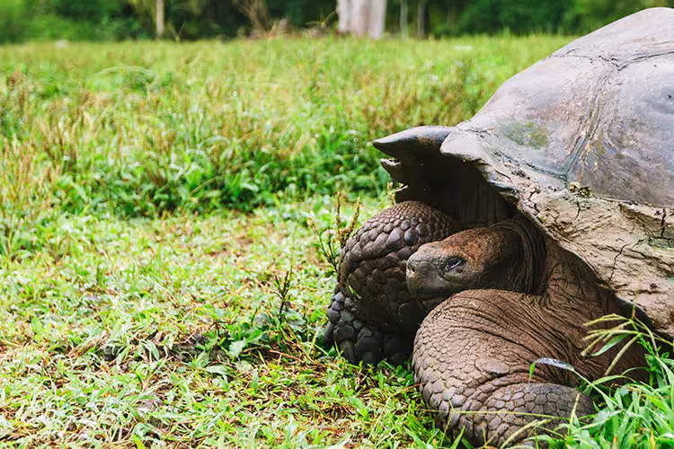 Giant Tortoise, Galapagos Islands