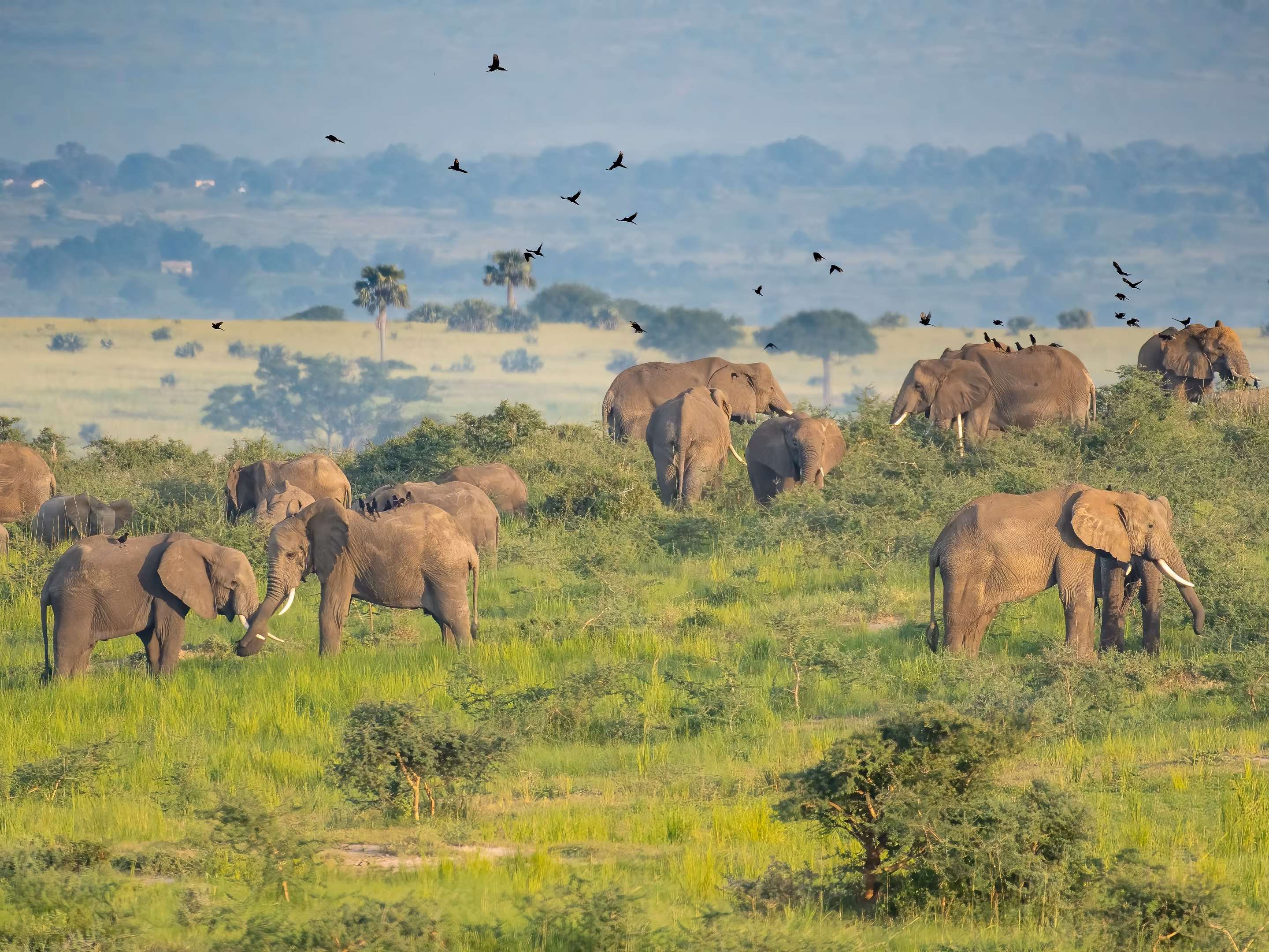 Large herd of African Eephants, Loxodonta africana feeding in Murchison Falls National Park, Uganda