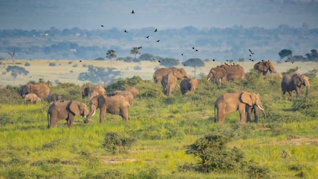 Large herd of African Eephants, Loxodonta africana feeding in Murchison Falls National Park, Uganda
