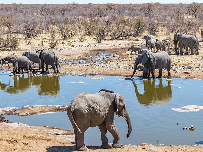 A herd of elephants at a watering-hole in South Africa