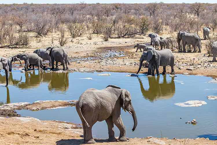 A herd of elephants at a watering-hole in South Africa