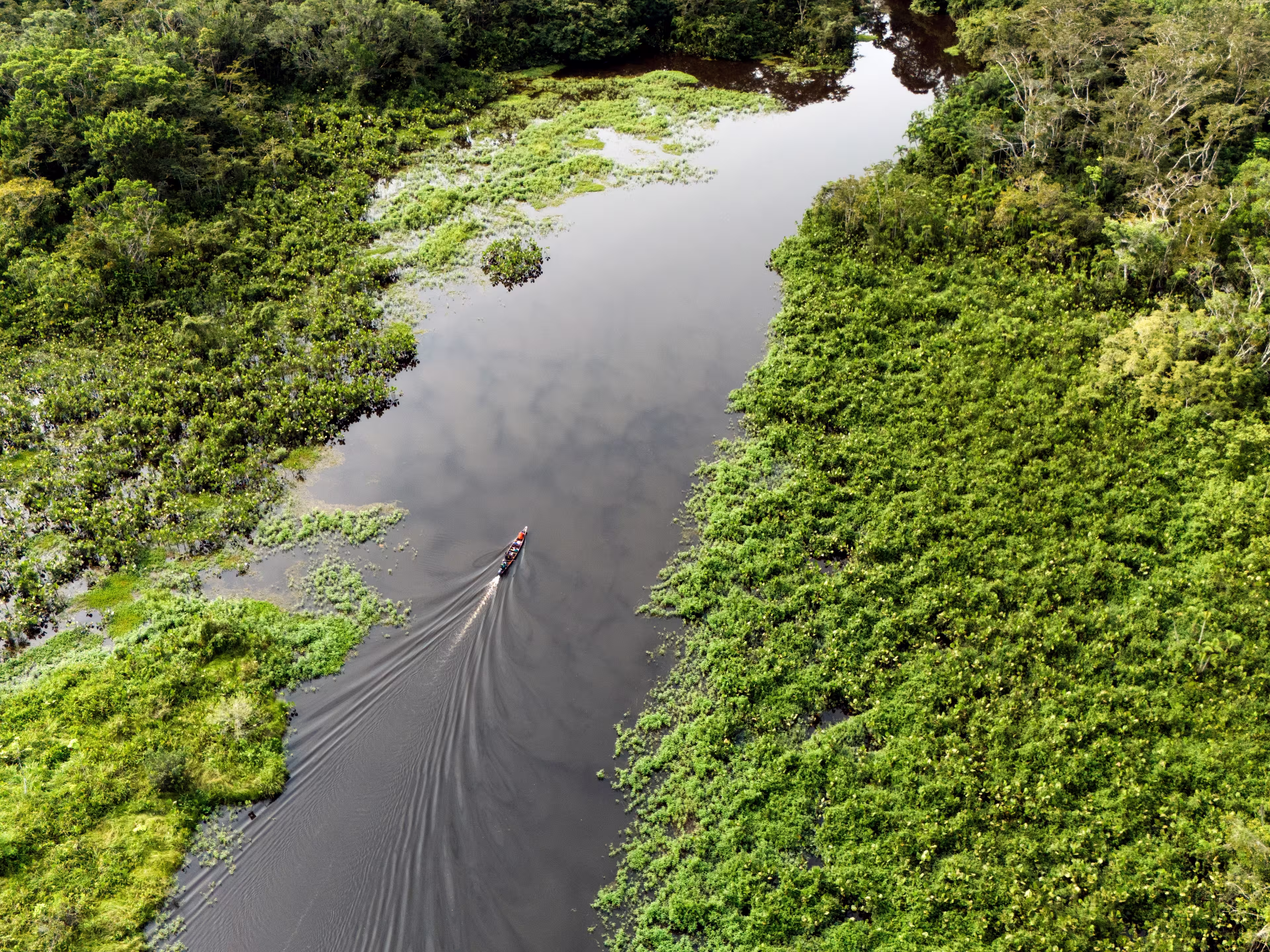 Amazonian tropical forest between Ecuador and Peru, Yasuni national park