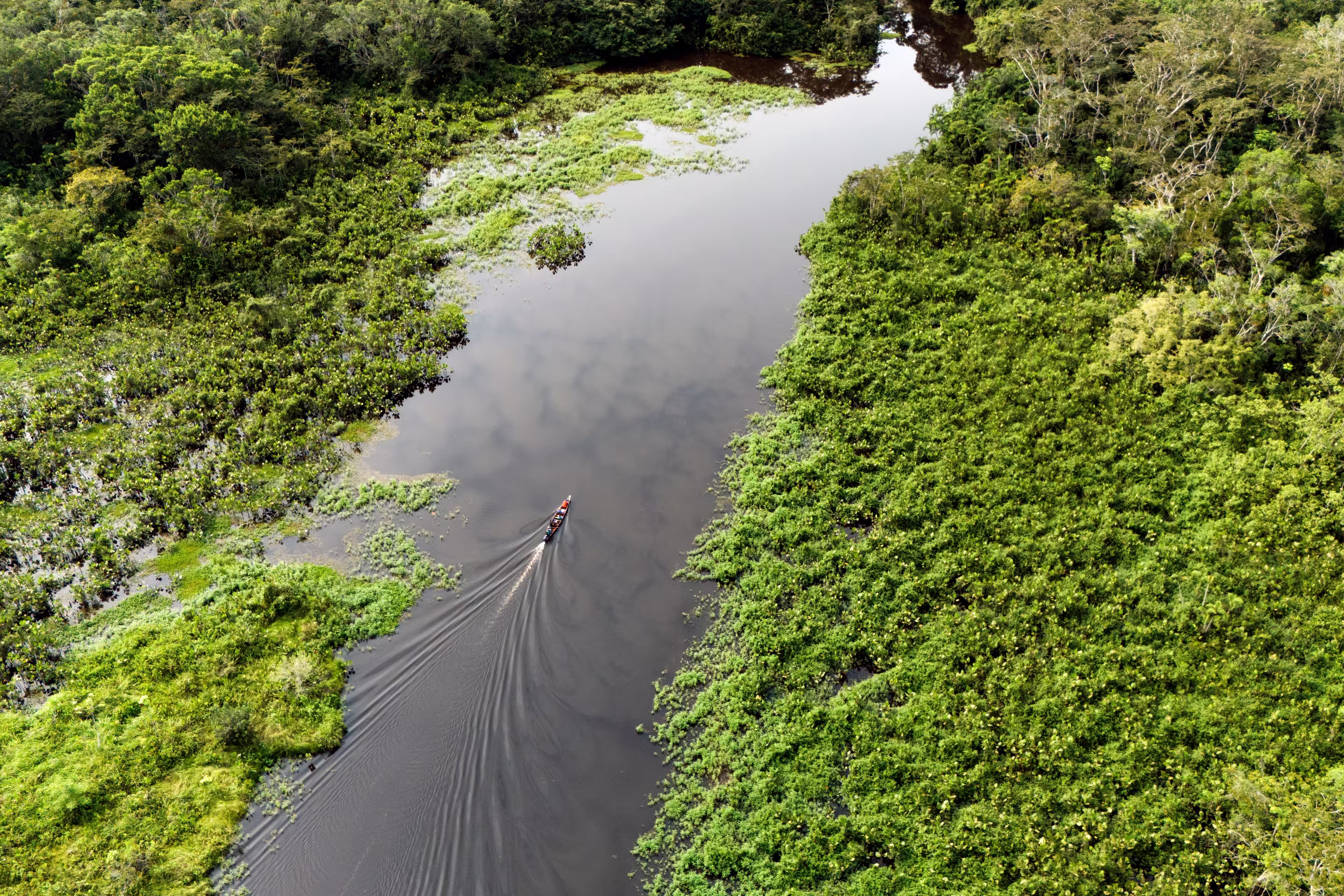 Amazonian tropical forest between Ecuador and Peru, Yasuni national park