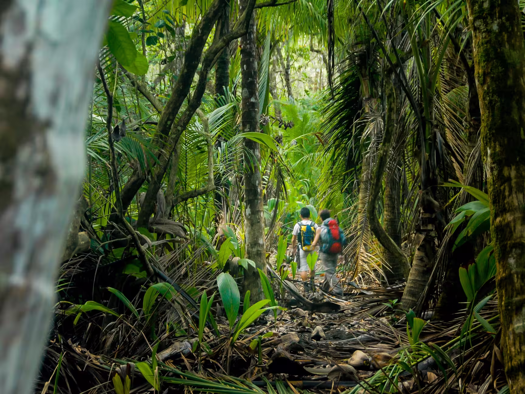 Two hikers make their way through the thick jungle of Corcovado National Park, Costa Rica