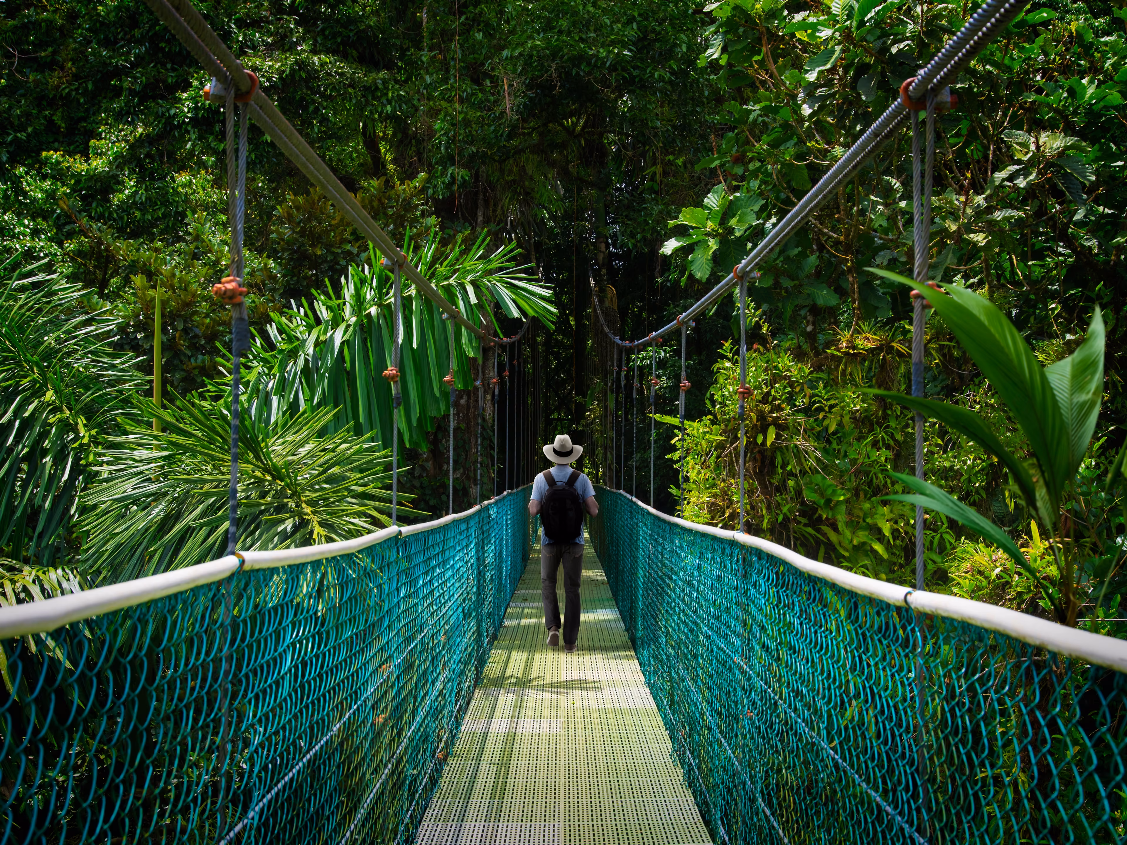 Suspension bridge with backpacker in tropical rain forest