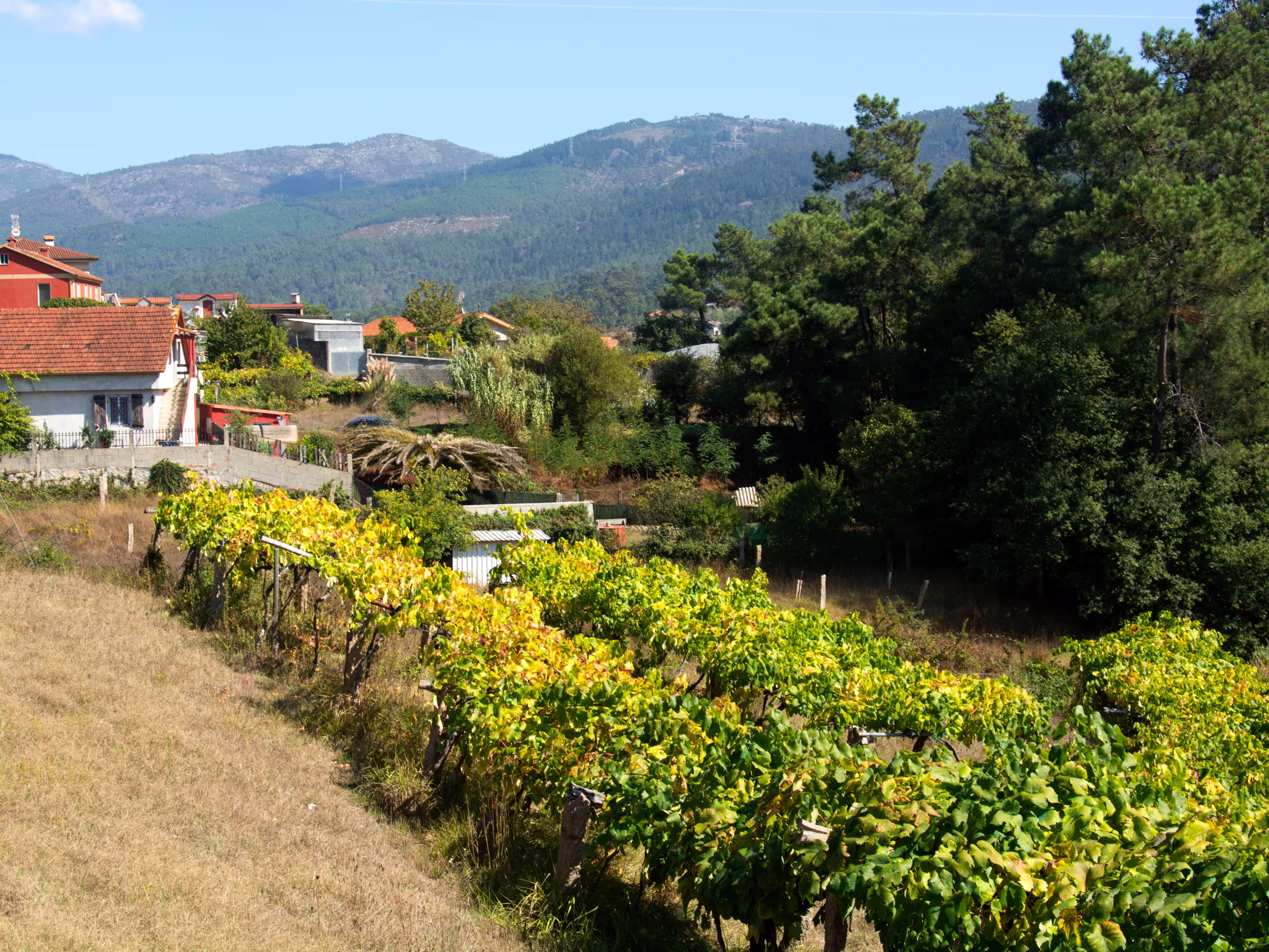 Pilgrim trail between Tui and O Porrino on the Camino de Santiago trail, Spain