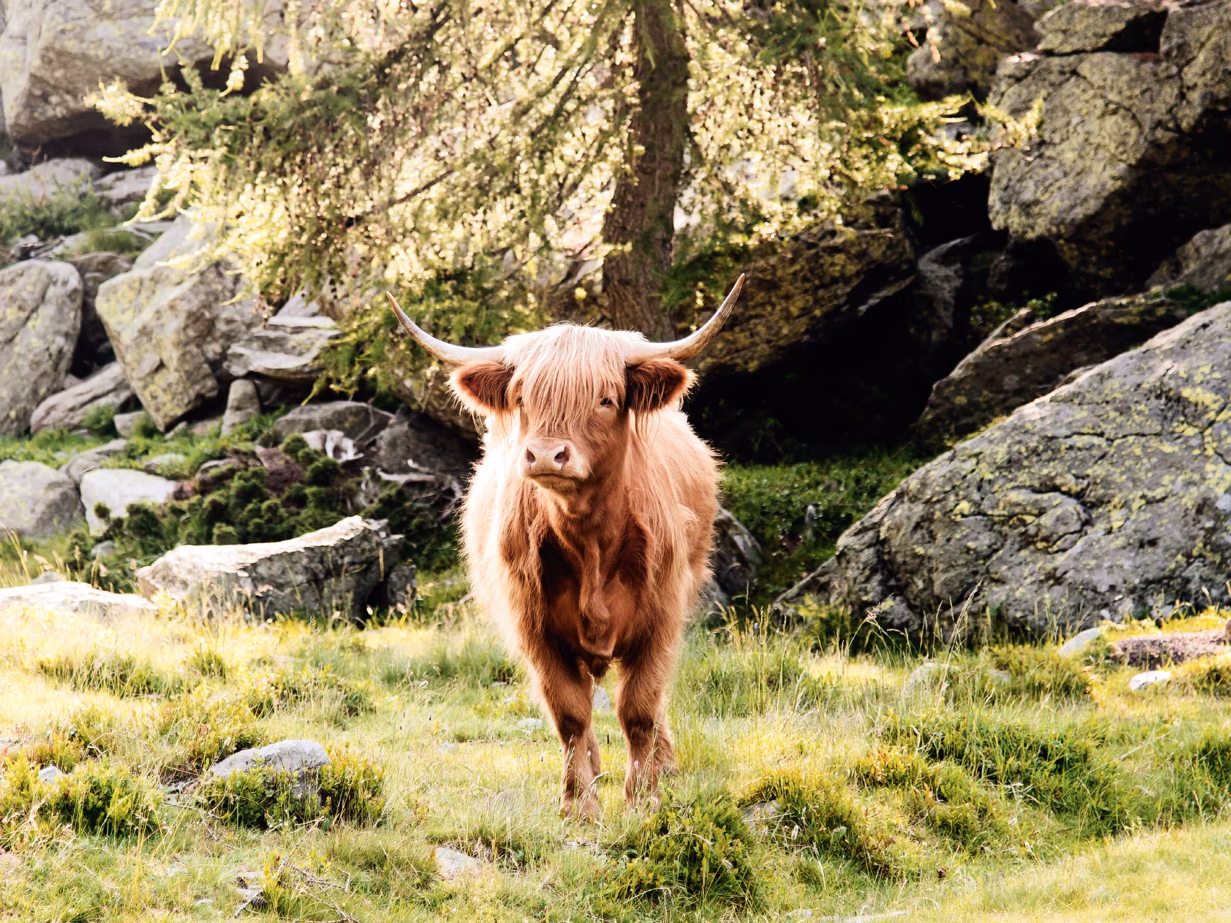 highland cattle grazing in mountain pasture