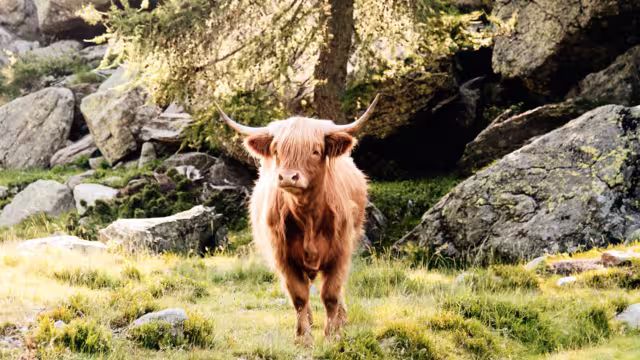 highland cattle grazing in mountain pasture