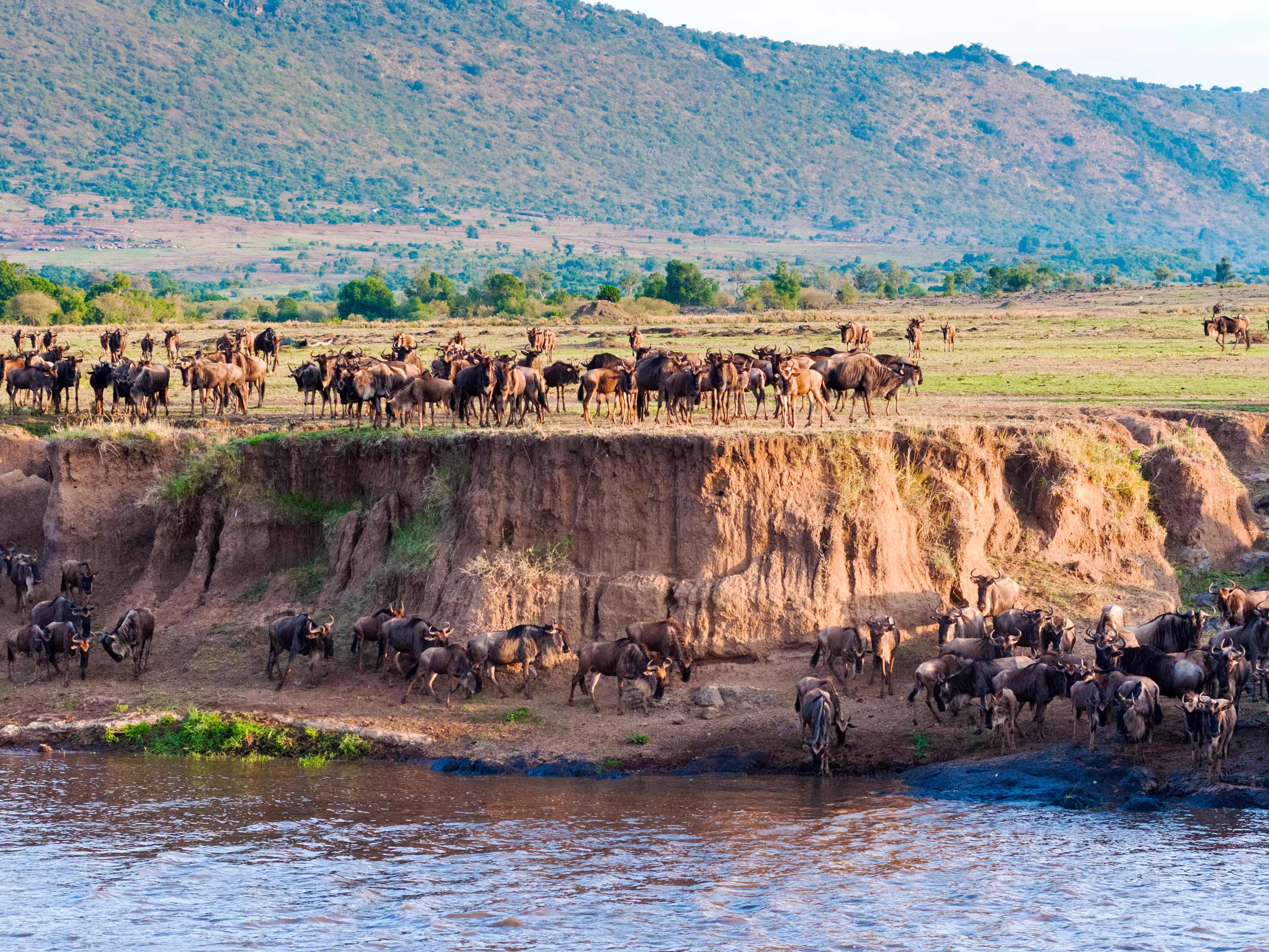 Running up the bank after crossing the Mara River, Masai Mara National Reserve, Kenya, East Africa, Africa