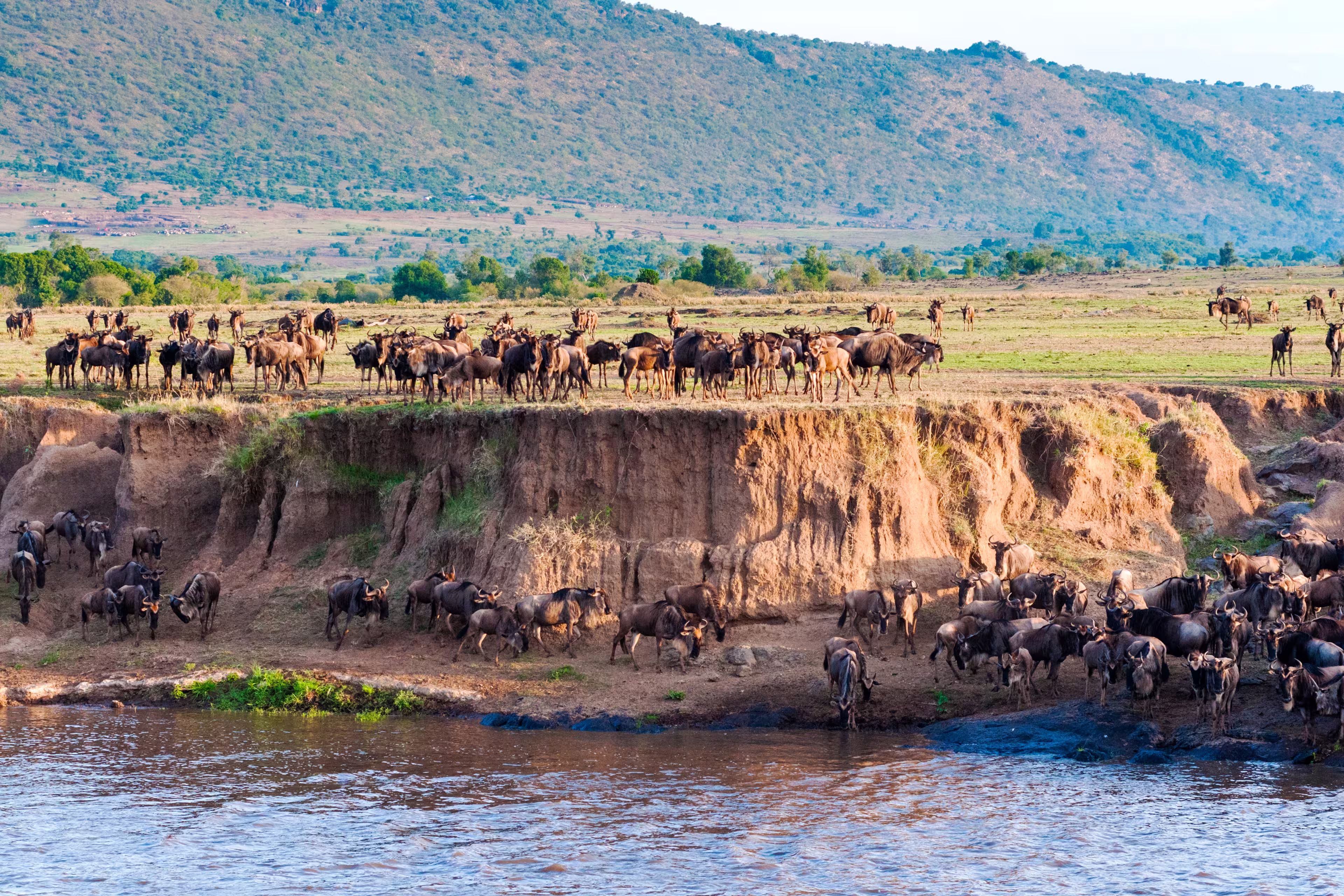 Running up the bank after crossing the Mara River, Masai Mara National Reserve, Kenya, East Africa, Africa