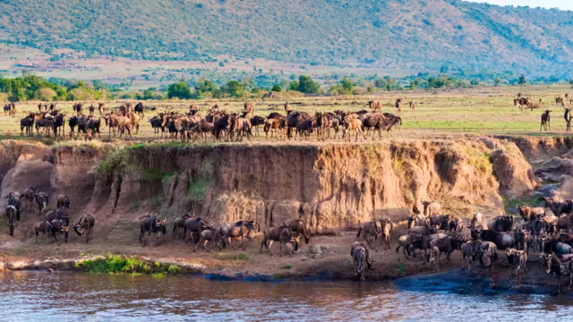 Running up the bank after crossing the Mara River, Masai Mara National Reserve, Kenya, East Africa, Africa