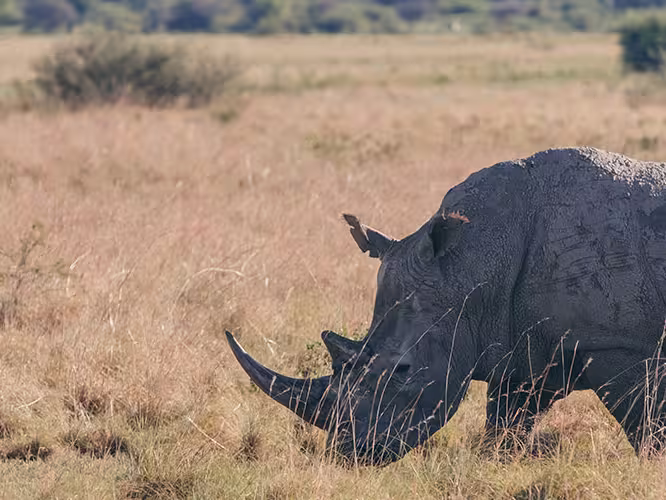 A White Rhinoceros roaming in Khama
