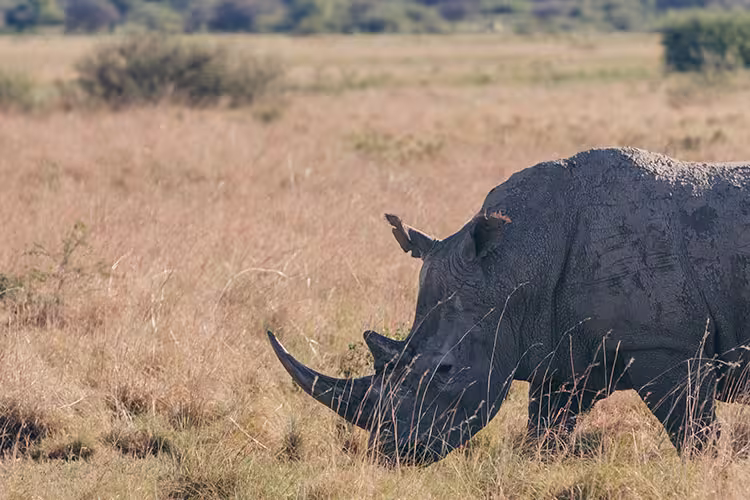 A White Rhinoceros roaming in Khama