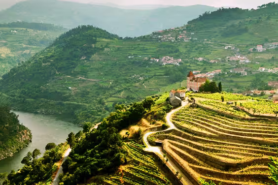 Vineyard in Porto, Portugal