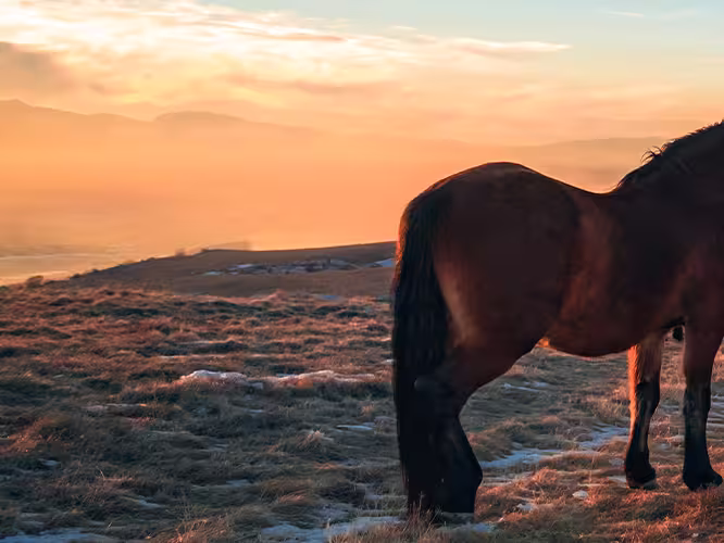 Wild horses roaming the Cincar Mountainside at sunset in Bosnia & Herzegovina