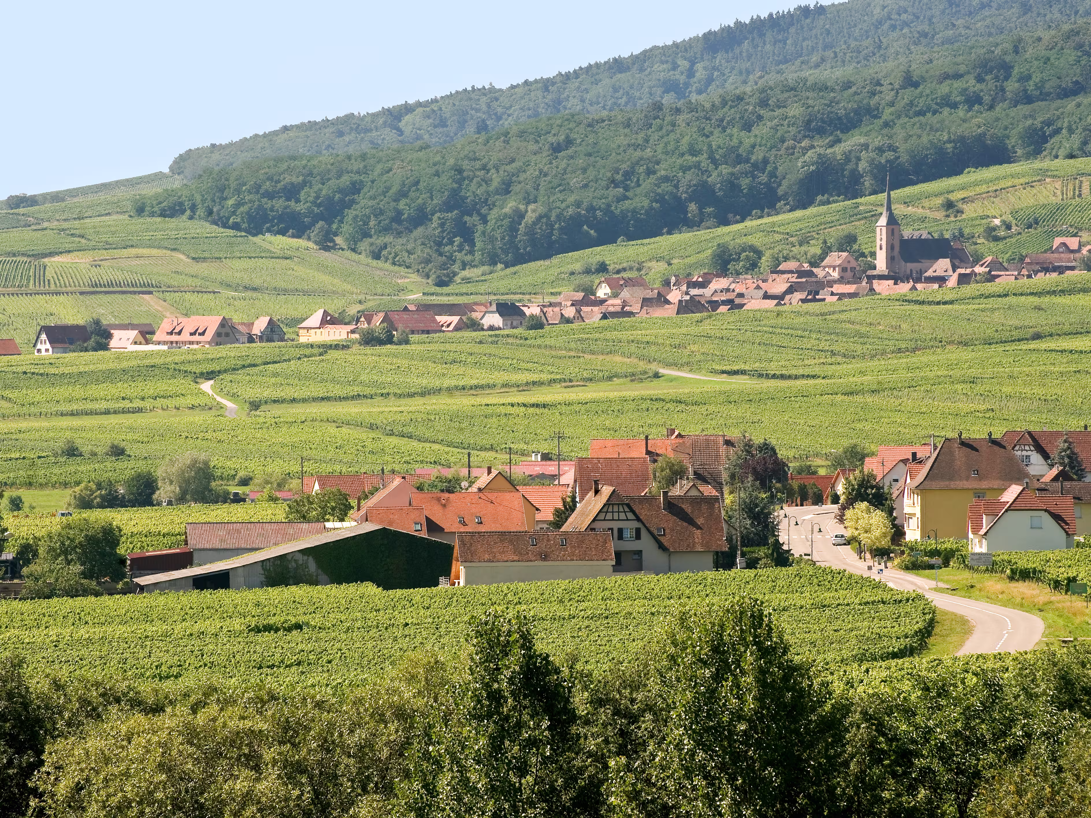 Panoramic view from Itterswiller (Bas-Rhin, Alsace, France) in a summer morning: vineyards and villages