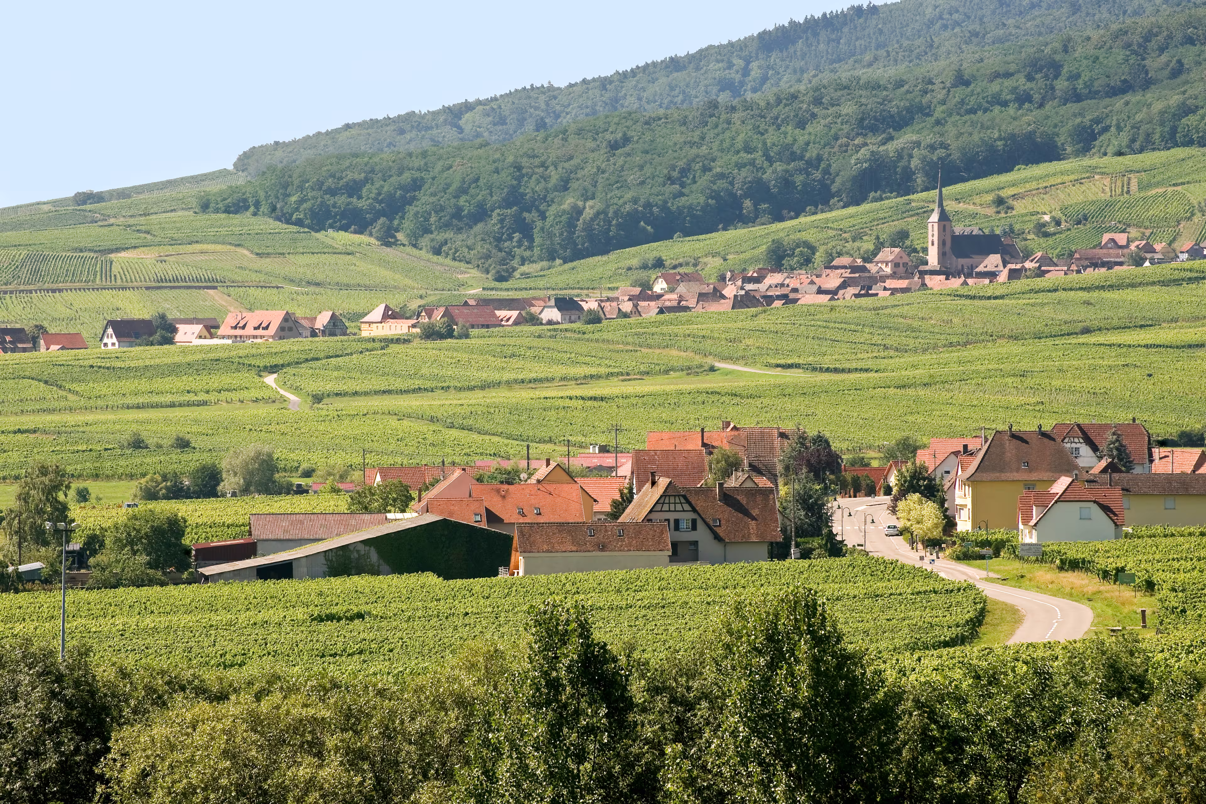 Panoramic view from Itterswiller (Bas-Rhin, Alsace, France) in a summer morning: vineyards and villages