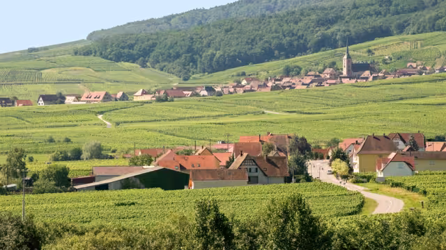 Panoramic view from Itterswiller (Bas-Rhin, Alsace, France) in a summer morning: vineyards and villages