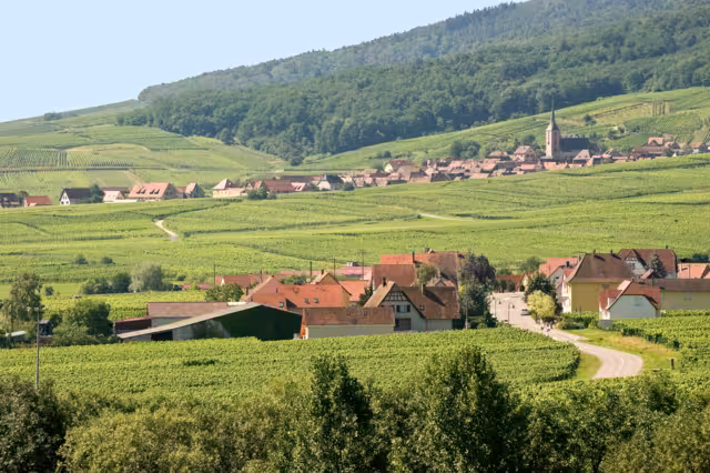 Panoramic view from Itterswiller (Bas-Rhin, Alsace, France) in a summer morning: vineyards and villages