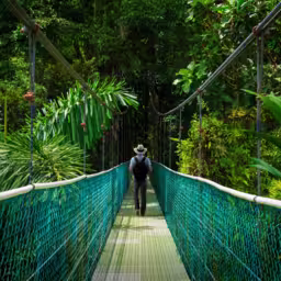 Suspension bridge with backpacker in tropical rain forest