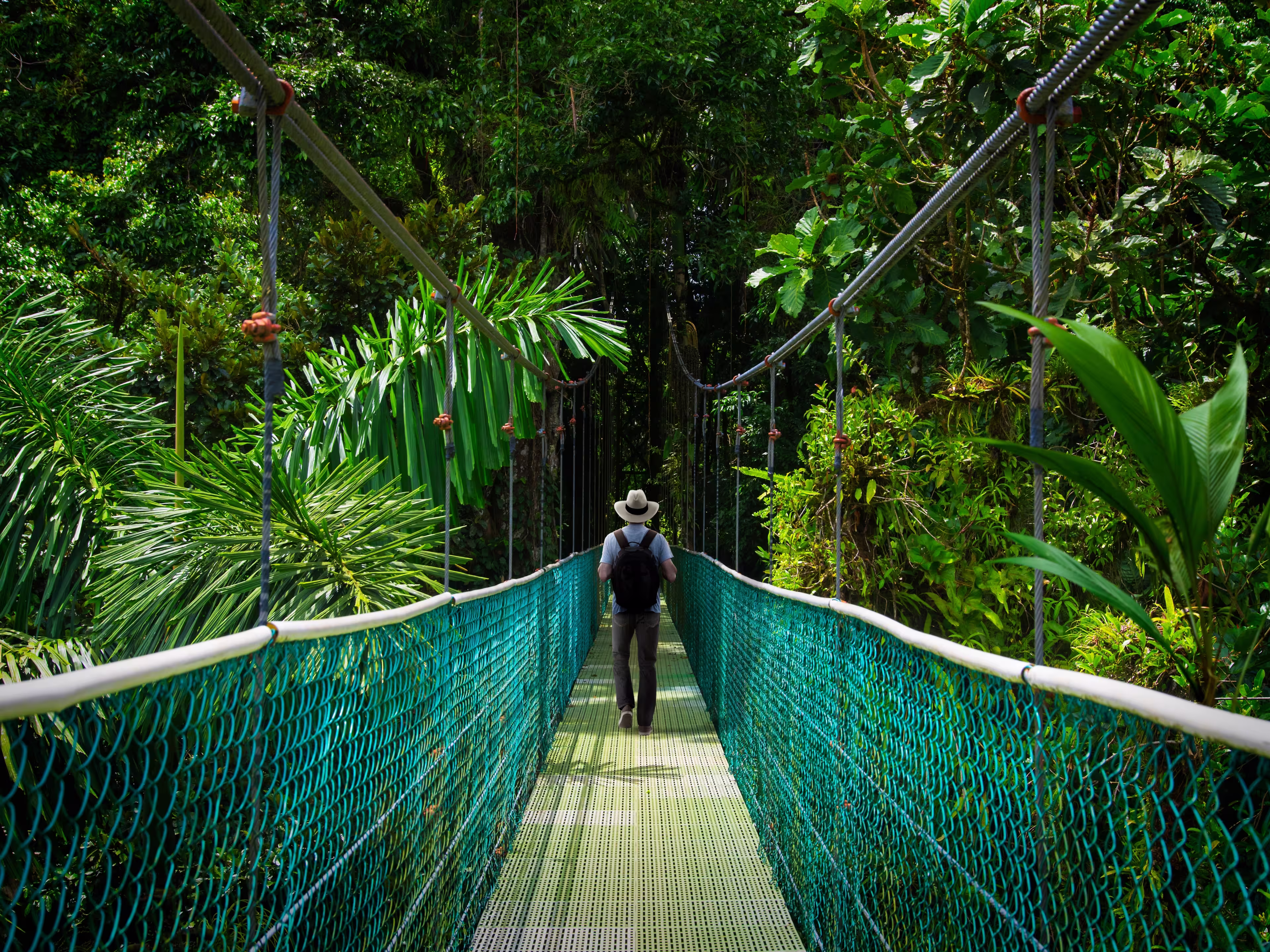 Suspension bridge with backpacker in tropical rain forest