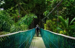 Suspension bridge with backpacker in tropical rain forest