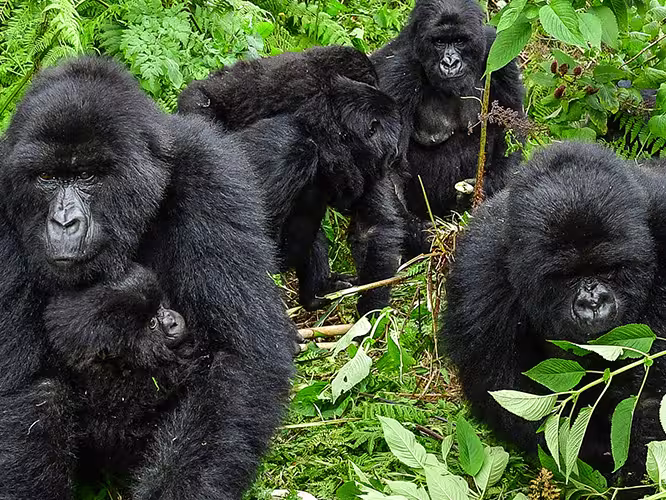 Meet the silverback gorillas of Uganda