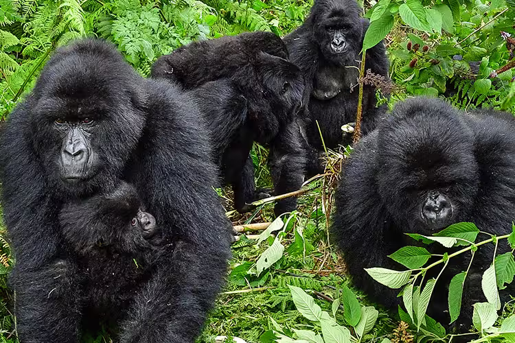 Meet the silverback gorillas of Uganda