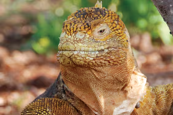 Iguana, Galapagos Island
