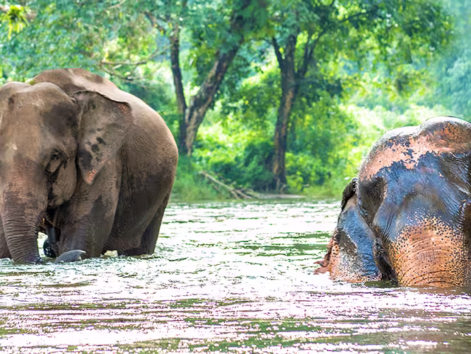 Asian elephants bathing in Northern Thailand