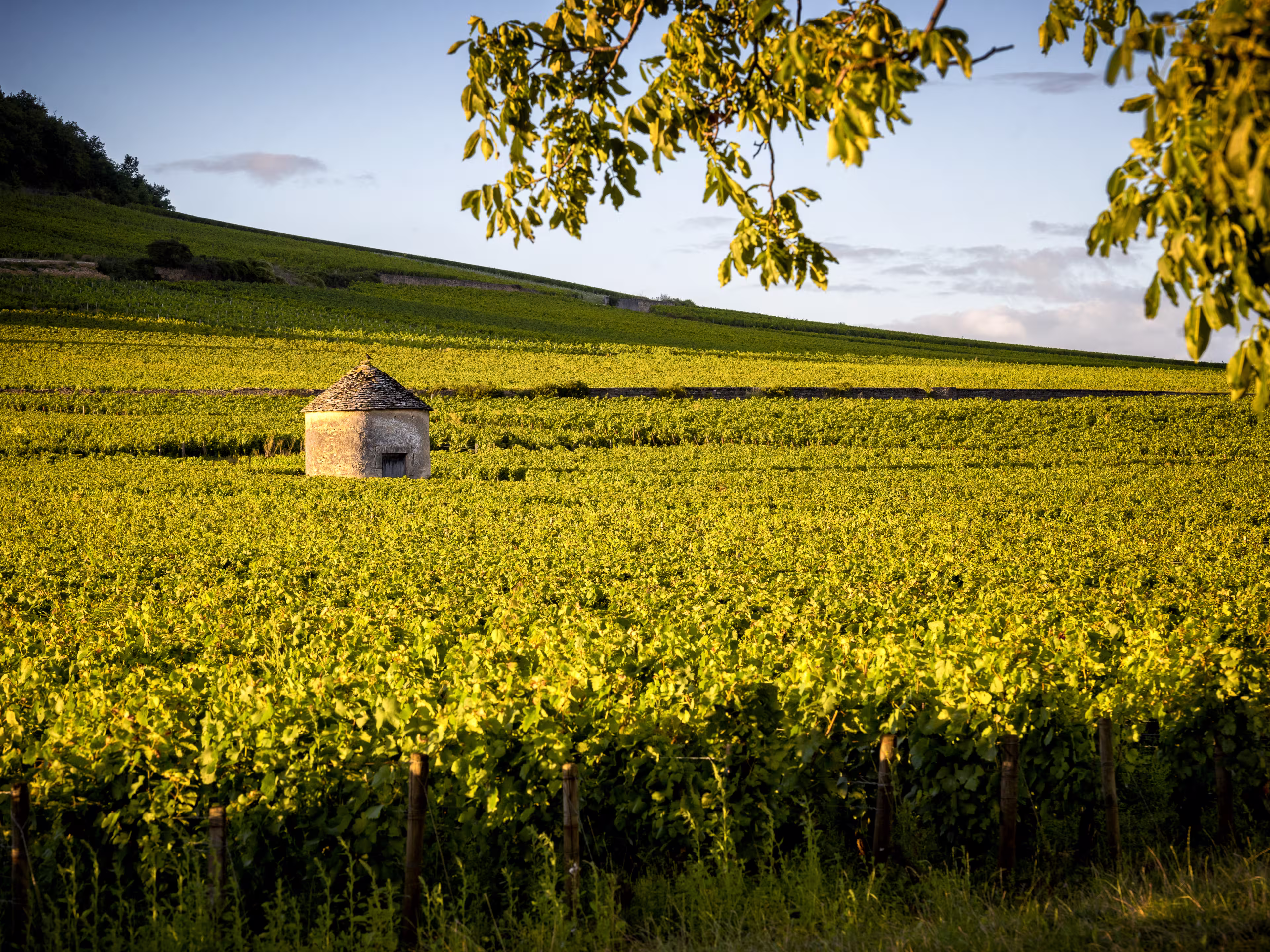 Vineyards in Savigny les Beaune, near Beaune, Burgundy, France