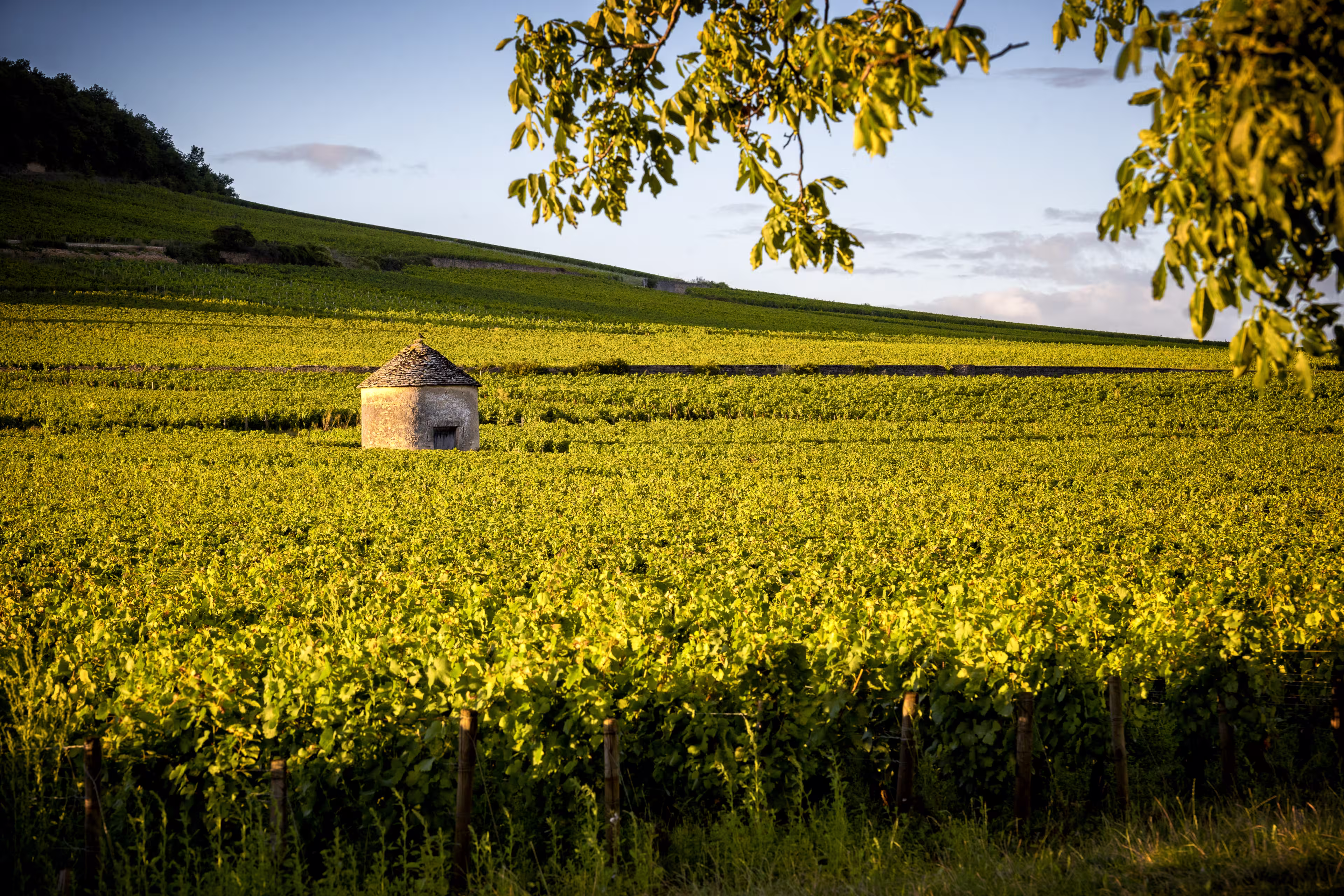 Vineyards in Savigny les Beaune, near Beaune, Burgundy, France