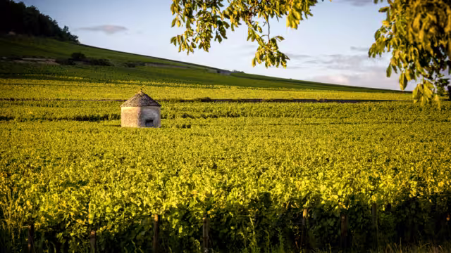 Vineyards in Savigny les Beaune, near Beaune, Burgundy, France