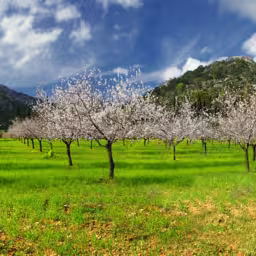 almond trees in a grassy field