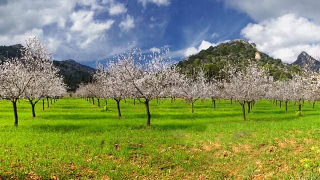 almond trees in a grassy field