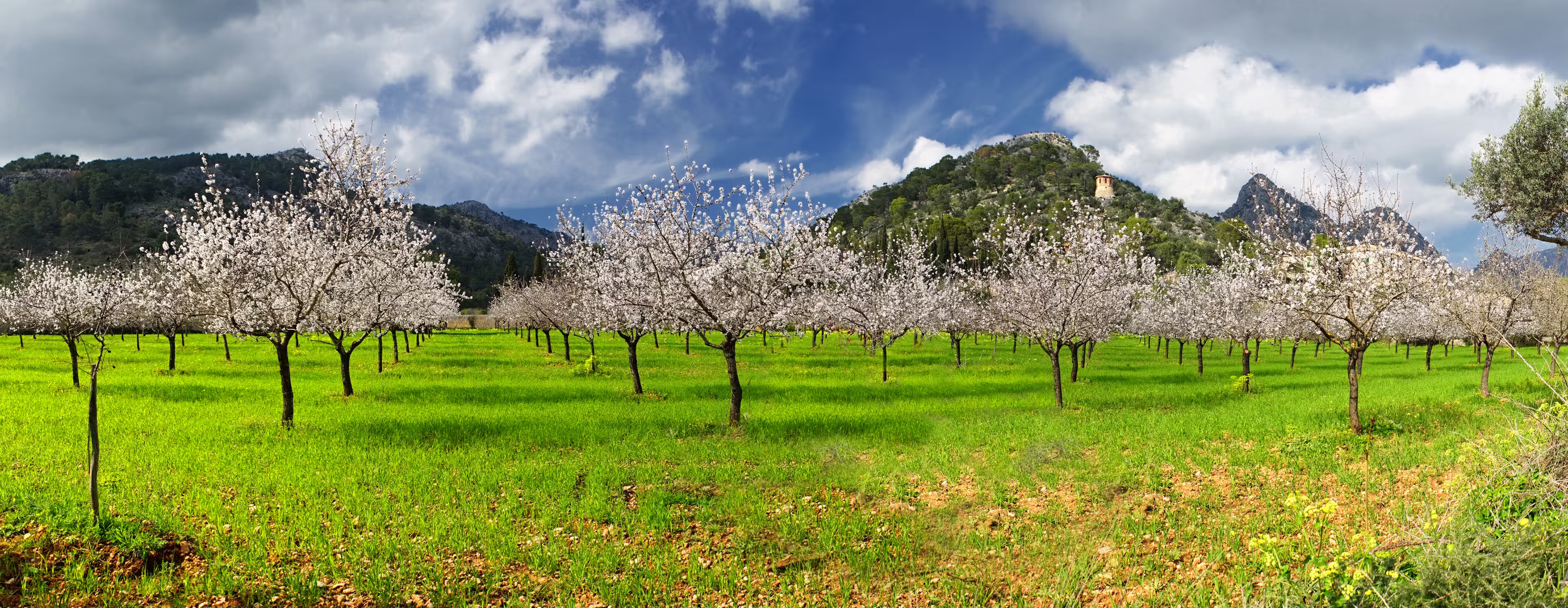 almond trees in a grassy field